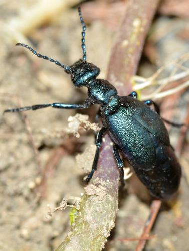 Réf. 320 645 : Meloe violaceus